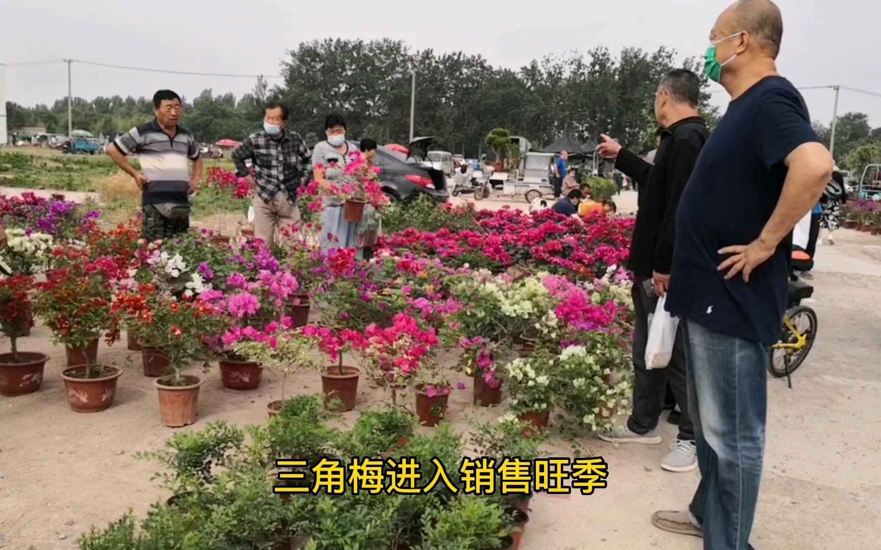 [图]潍坊花卉大集，三角梅进入销售旺季，天竺葵便宜，精品盆景也很多