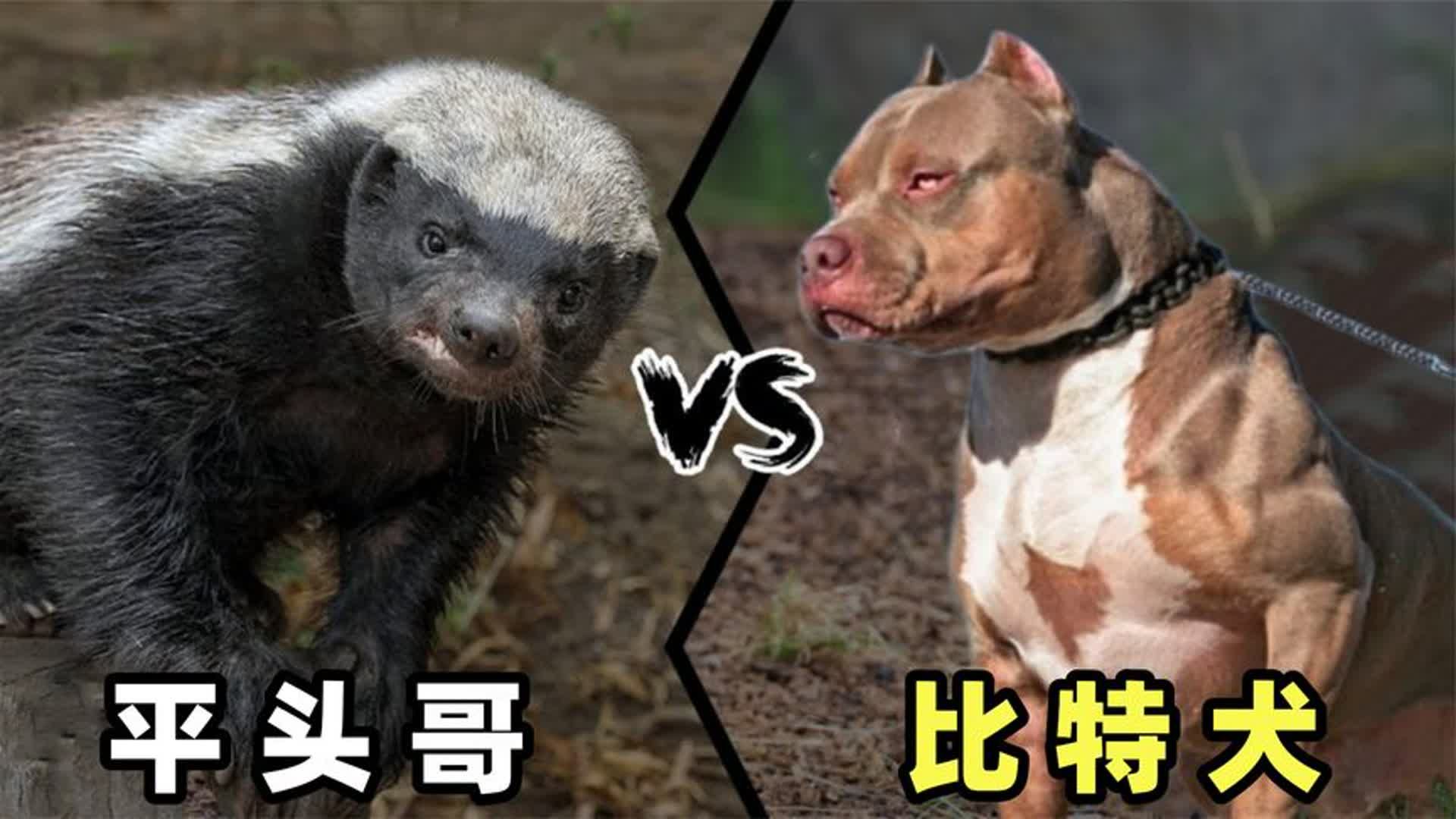 比特犬杀vs基多全集图片