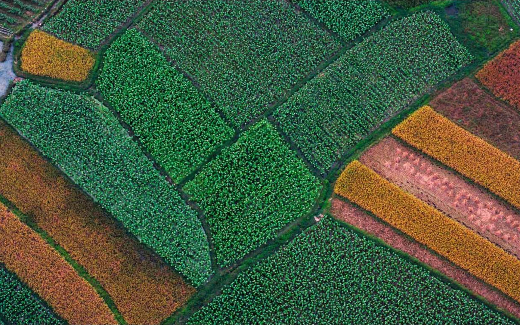 广西桂林,收获前的稻田航拍图(© imagebroker/superstock)