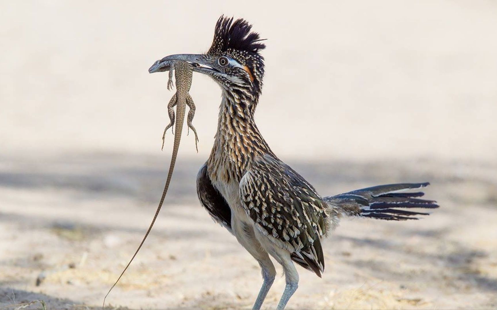 还记得它吗?奔跑者走鹃 响尾蛇的噩梦!