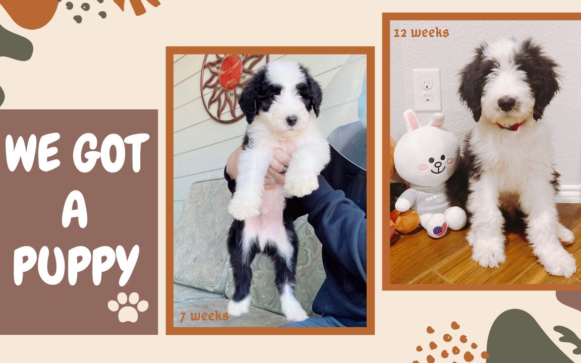 [图]我们养狗狗啦｜记录带狗狗回家和狗狗到家之后的生活｜We Got A Puppy!｜Sheepadoodle