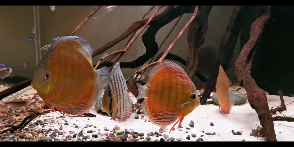 最近一直在拍灯鱼,来拍拍野生七彩.刚喂完食物,鱼不是太积极.