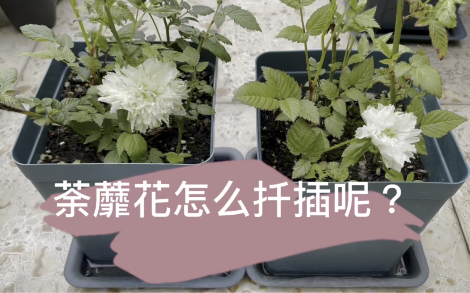 [图]荼蘼花怎么扦插呢？【小珂的花园情话】