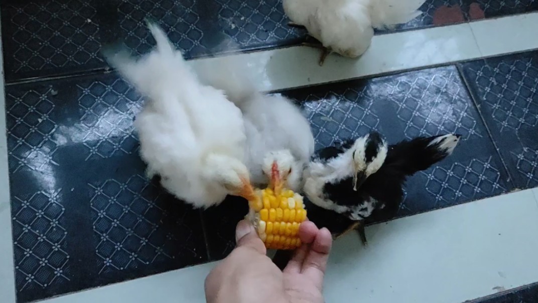 【宠物鸡】谁家咕咕鸡只吃熟玉米?不吃干苞米