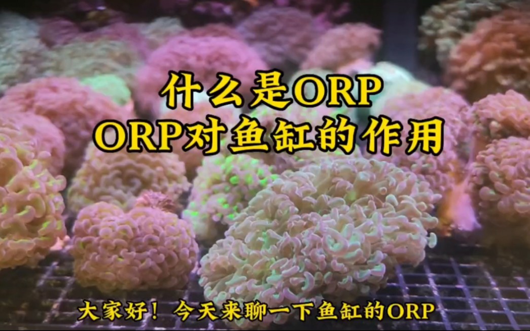 什么是orp?orp对鱼缸的作用是什么?哔哩哔哩bilibili