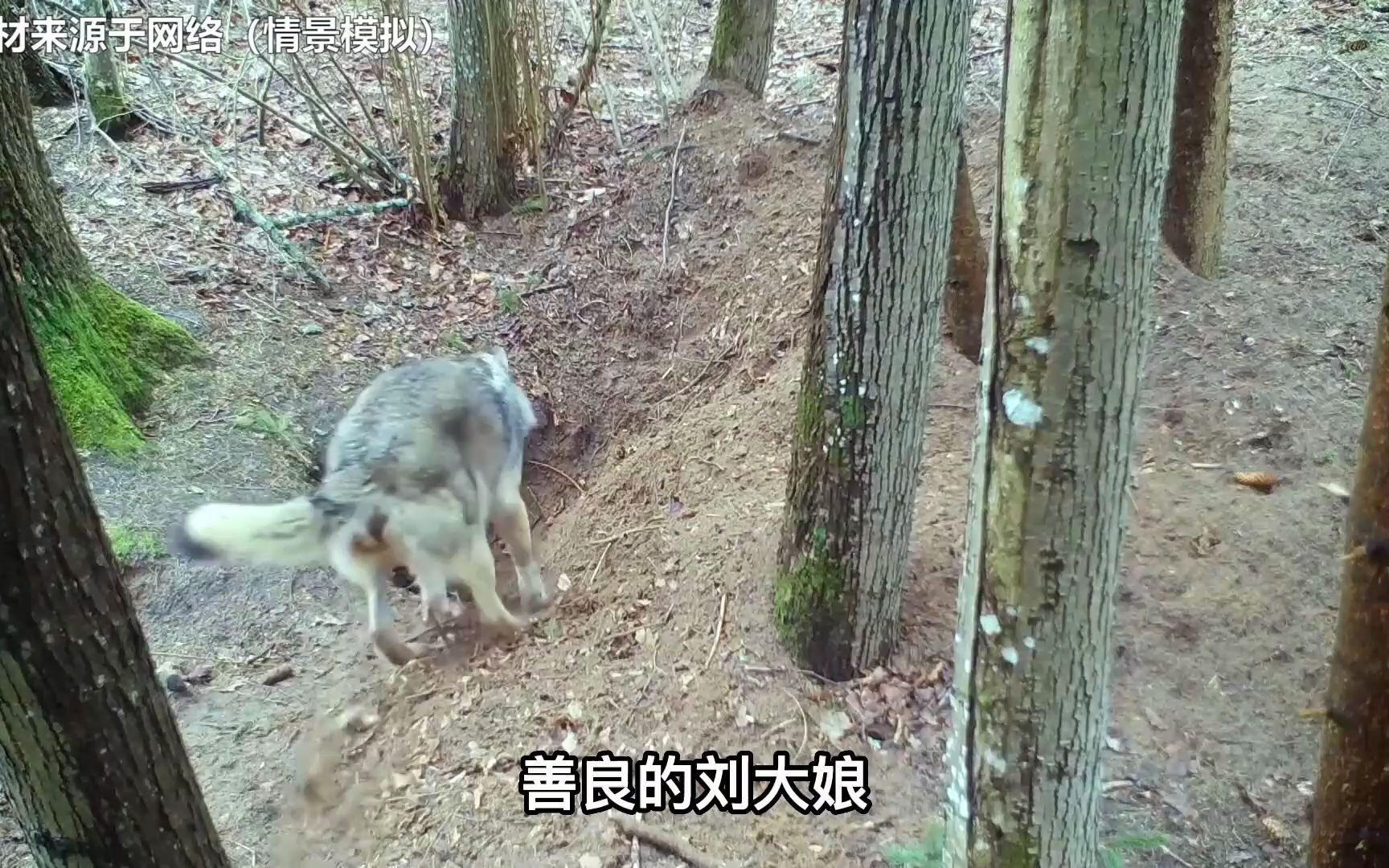 [图]野狼半路拦下稳婆，只为求她为难产母狼接生，狼崽出生后全家报恩