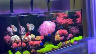 你认为玩海缸的意义是什么呢？
