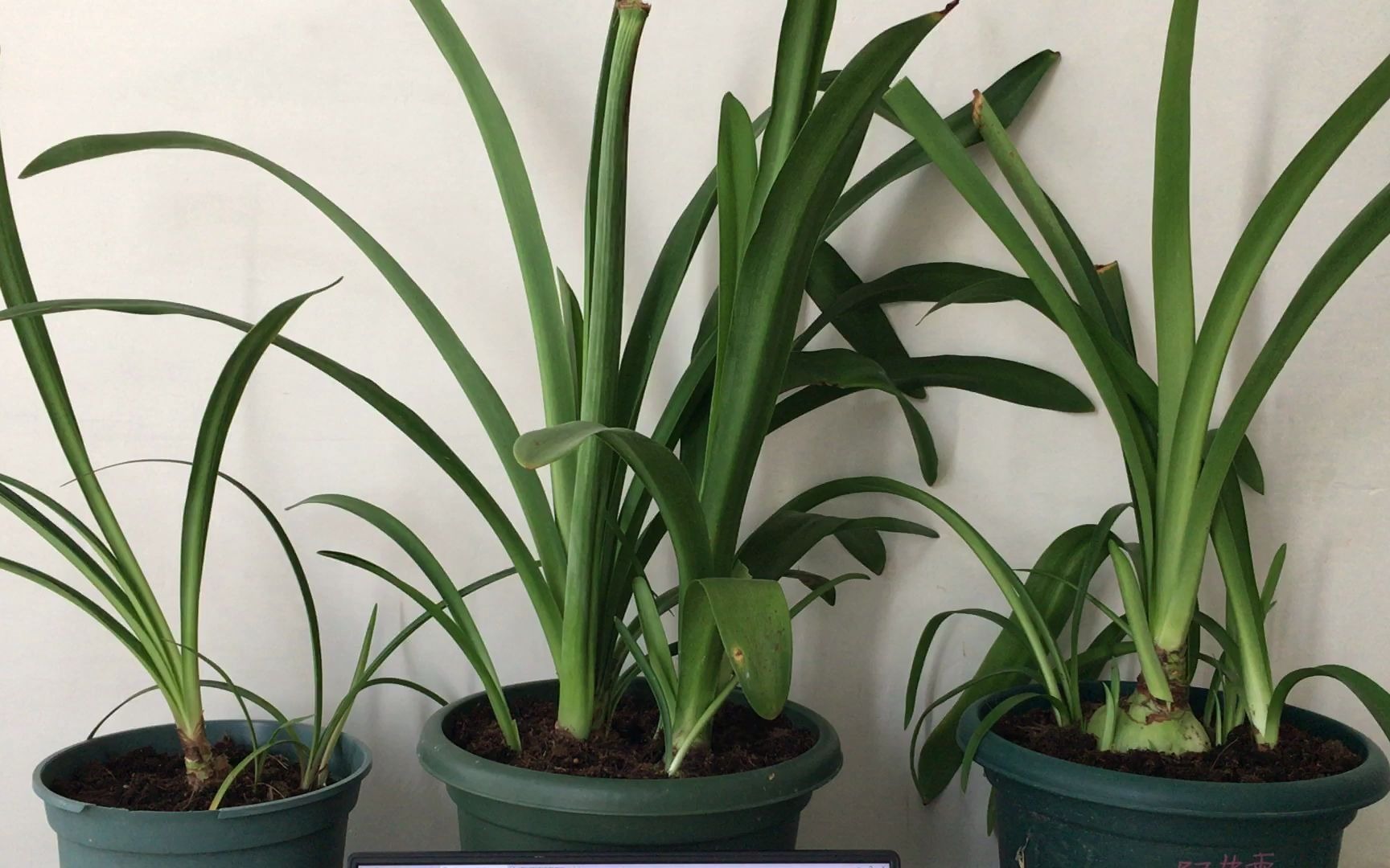 朱顶红剪叶子脱土低温催花处理的害处讨论