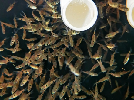 钻石彩虹鲫鱼苗,第一批!