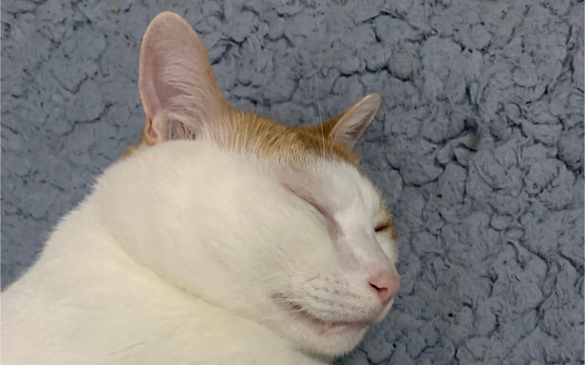 阿咪并不想理我并且对我翻了个白眼_哔哩哔哩 (゜-゜)つロ 干杯~-bili