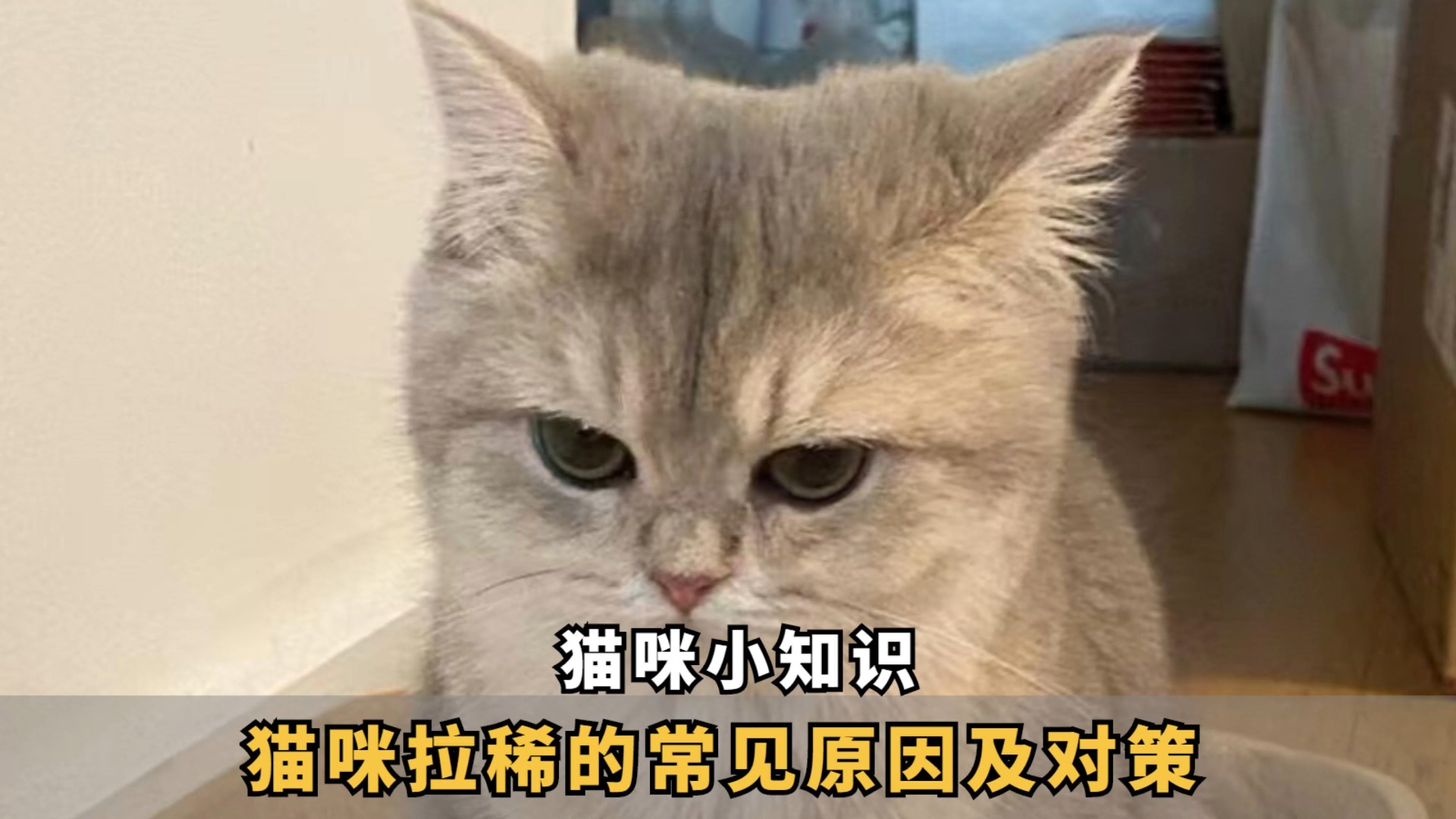 猫咪为什么会拉稀?解析原因及对策哔哩哔哩bilibili