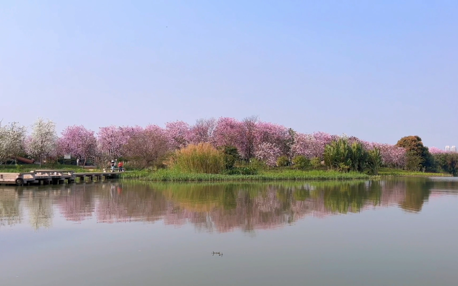 宫粉紫荆花-广州海珠湿地公园