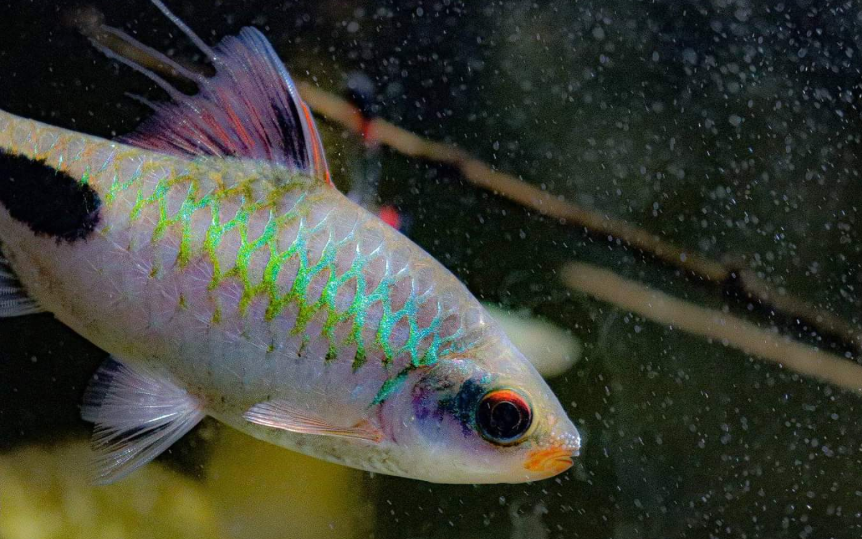 dawkinsia filamentosa紫红两点鲫的印度原生地水下