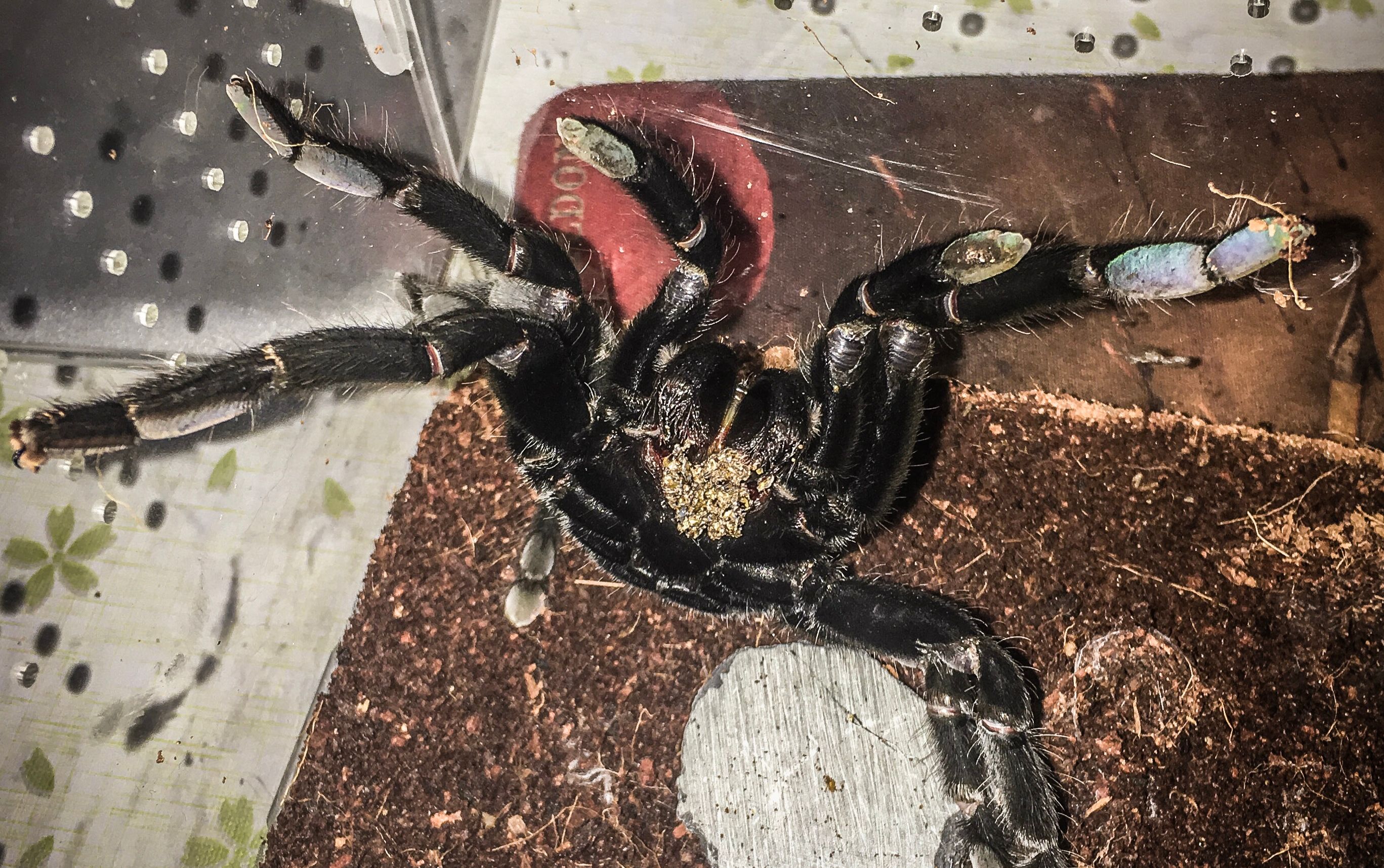 【蛋蛋】又黑又大毛又多,符合你的口味吗_哔哩哔哩