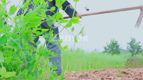 [图]实拍勤劳劳动人民视频素材凌点视频素材网2amok