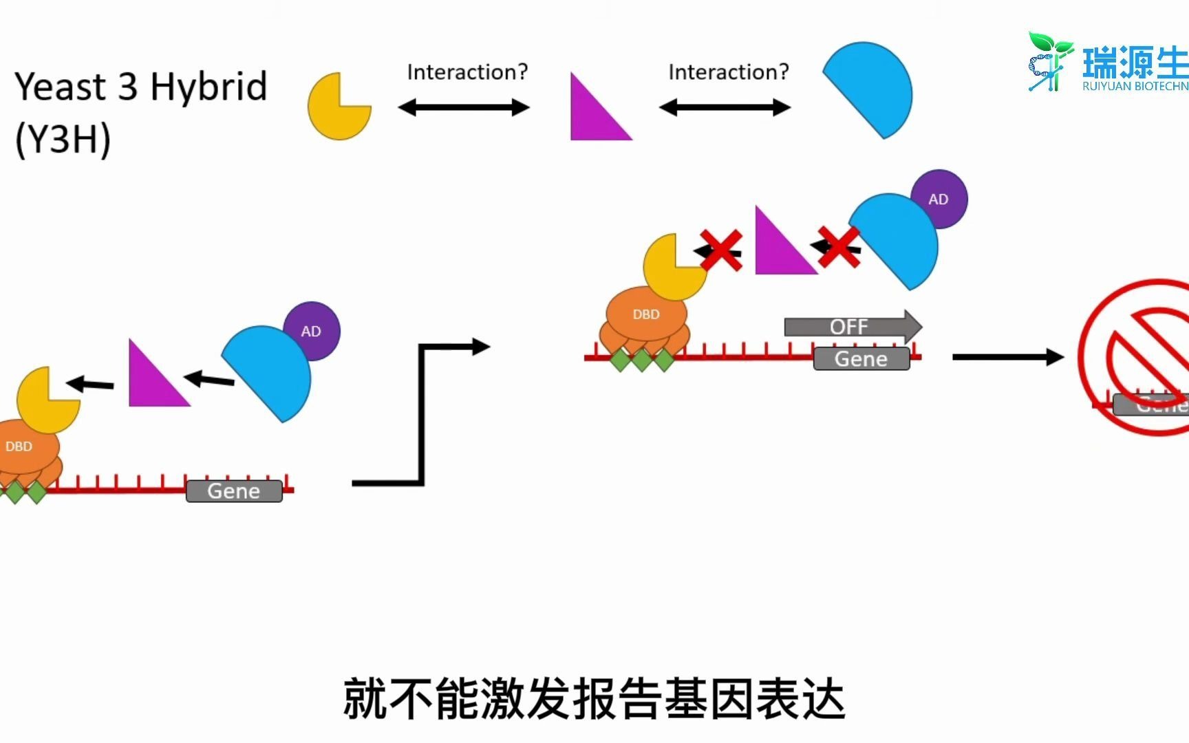 酵母三杂交技术原理哔哩哔哩bilibili