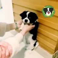 Tải video: 袁雨桢欺负沐养犬