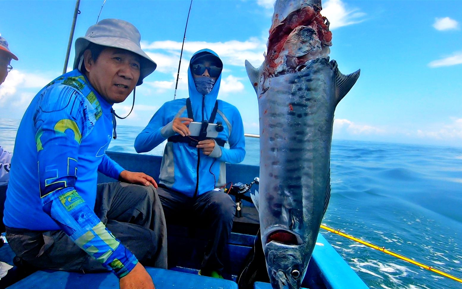 西瓜第1次拖钓马鲛鱼,鲨鱼来抢食,2000元包船钓到76条150斤海鱼