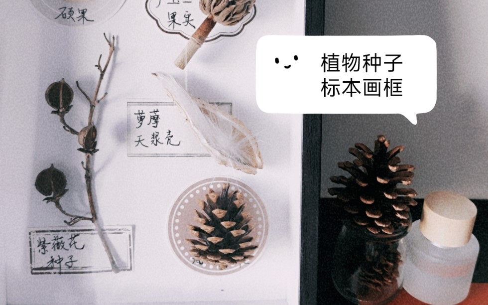 [图]秋收冬藏｜DIY植物种子标本