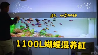 #国外三湖 1100L蝴蝶混养缸，状态如狗