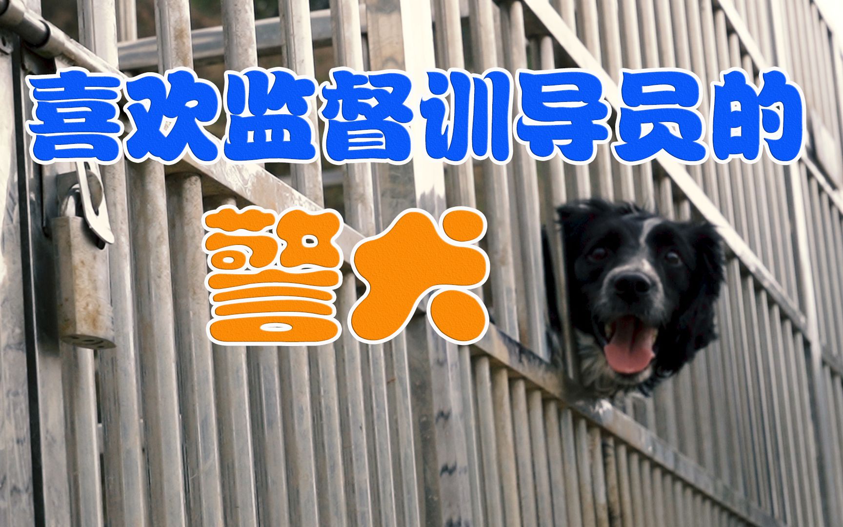 喜欢监督训导员的警犬二黑哔哩哔哩bilibili