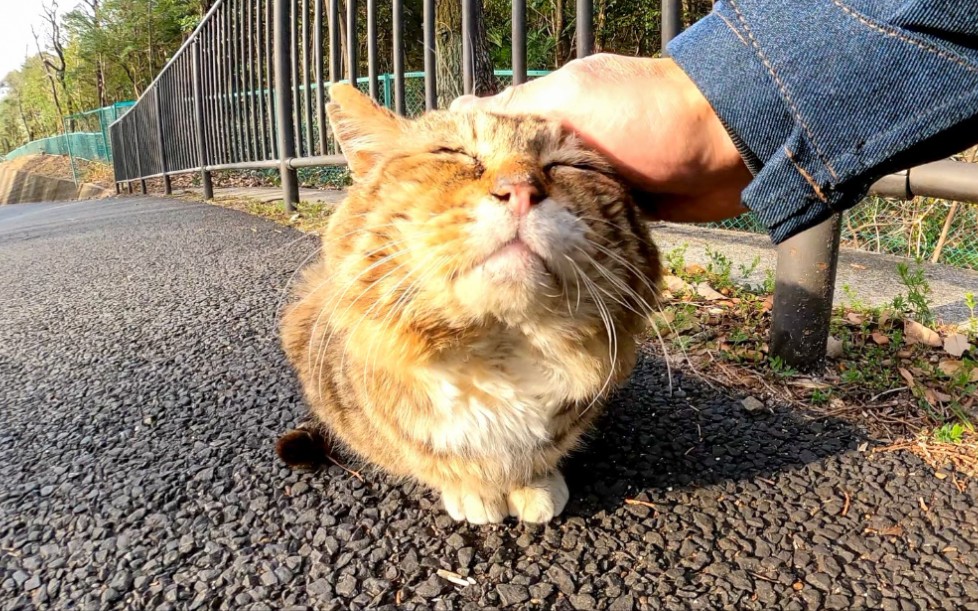 人行道上有一只长脸的猫,所以我是nadenade