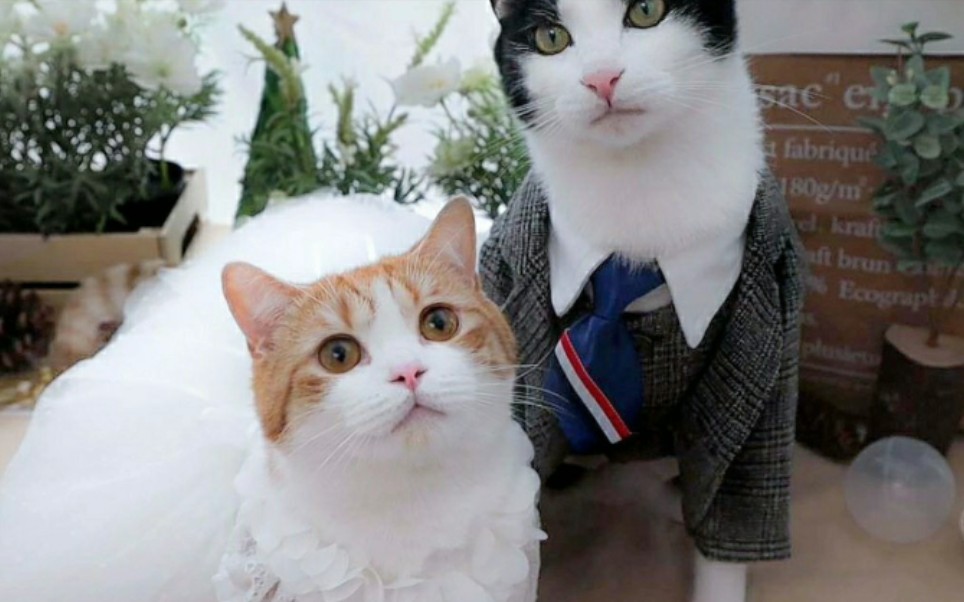 真想念花花与三猫着一大家子啊