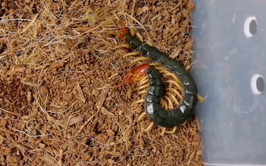 蜈蚣少棘蜈蚣捕食