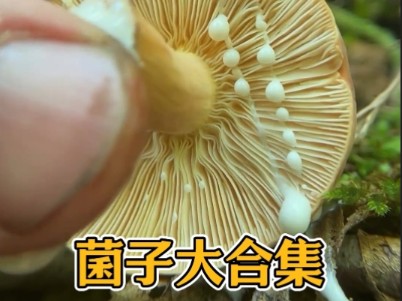 这是什么菌?带你认识各种奇特菌子!哔哩哔哩bilibili