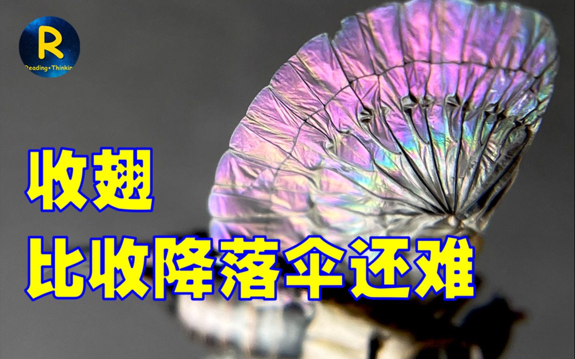 [图]学会剪刀虫神奇的收翅法，太阳能电池板大获成功，折叠净省10倍空间