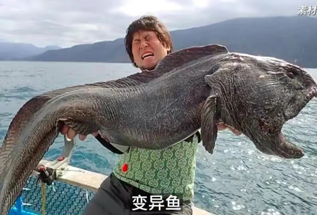 被核辐射污染后,变异的动植物希望别限流,继续热度