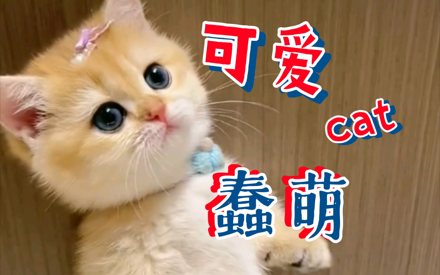 可爱蠢萌猫咪合集