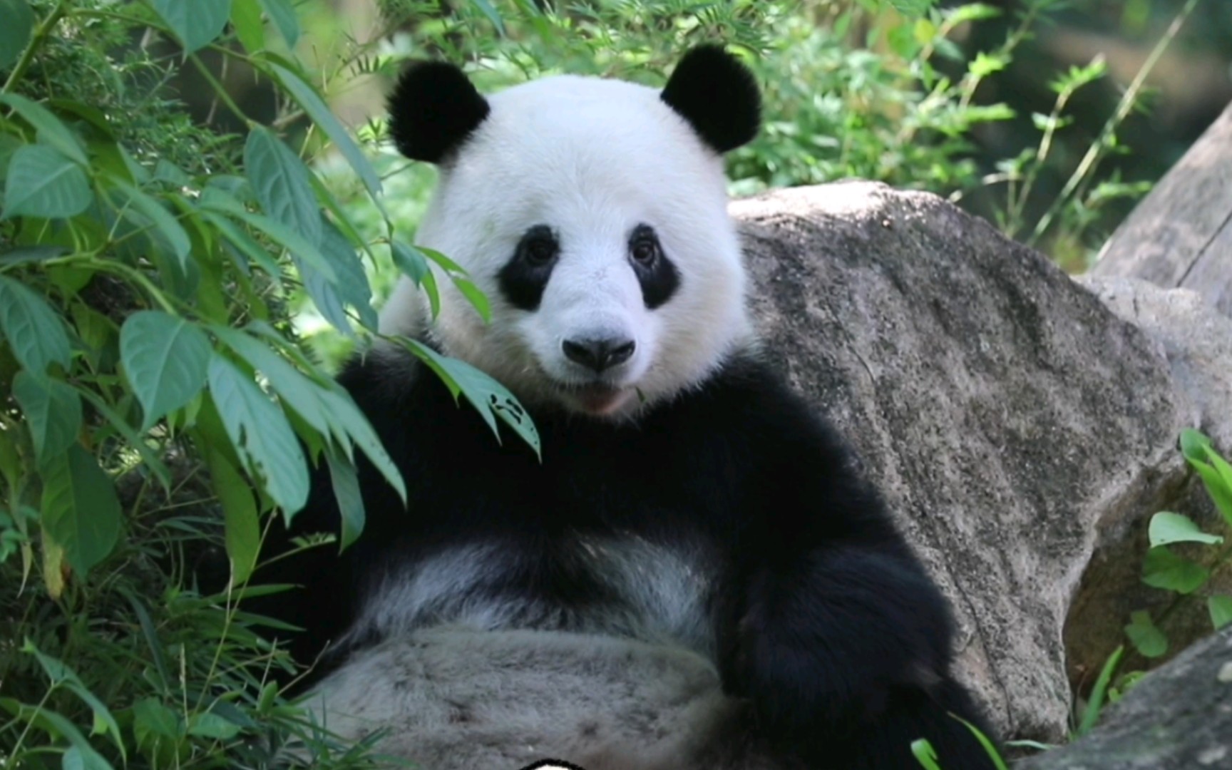 养了一个夏天的自助餐就是好吃【大熊猫星一】22秋