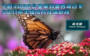 Download Video: 飞越3000公里，到墨西哥过冬，5亿只帝王蝶成片成片挂满树枝