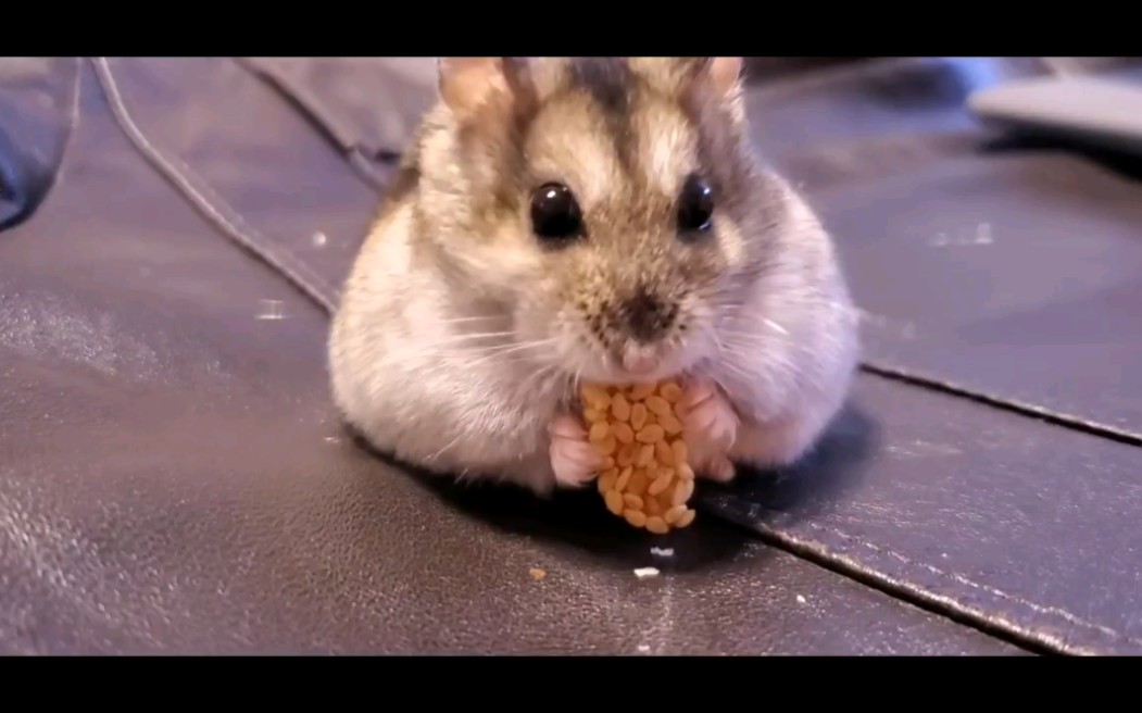 仓鼠奈奈吃饼记,小仓鼠用小手抱着吃,吃相太可爱啦~其实这是我早餐掉