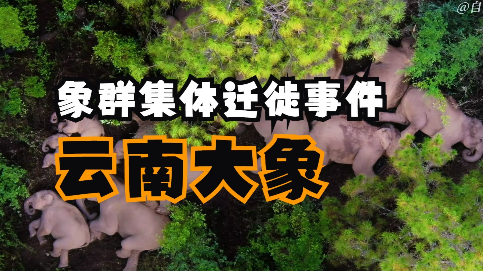 云南象群集体迁徙事件