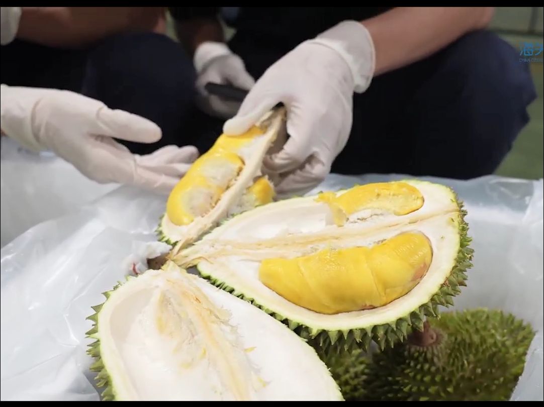 深圳海关快速验放全国首批马来西亚进口鲜食榴莲,多个品种共计26.7吨哔哩哔哩bilibili