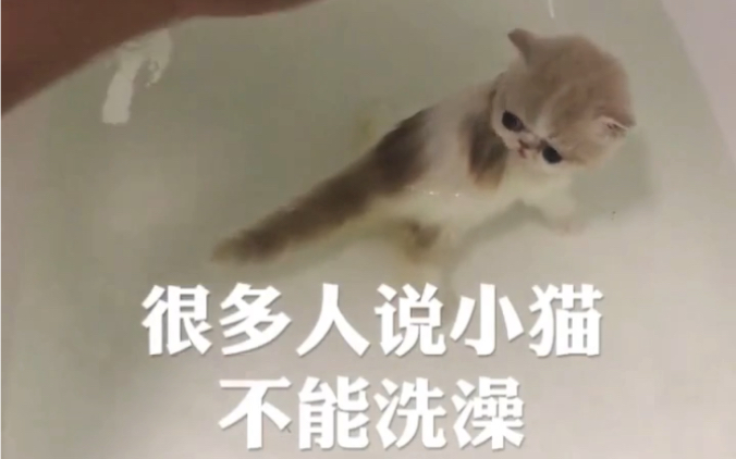 【南哥教你养猫】南哥教你怎样给小奶猫洗澡(全集)哔哩哔哩bilibili