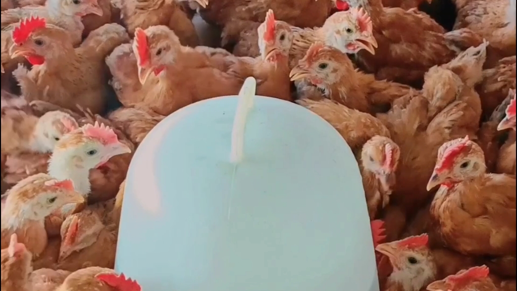 大红公鸡苗子,疫苗齐全,成活率高