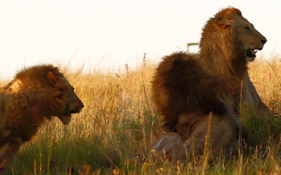 两头雄狮追杀瘸腿狮王 一个飞扑按翻在地!