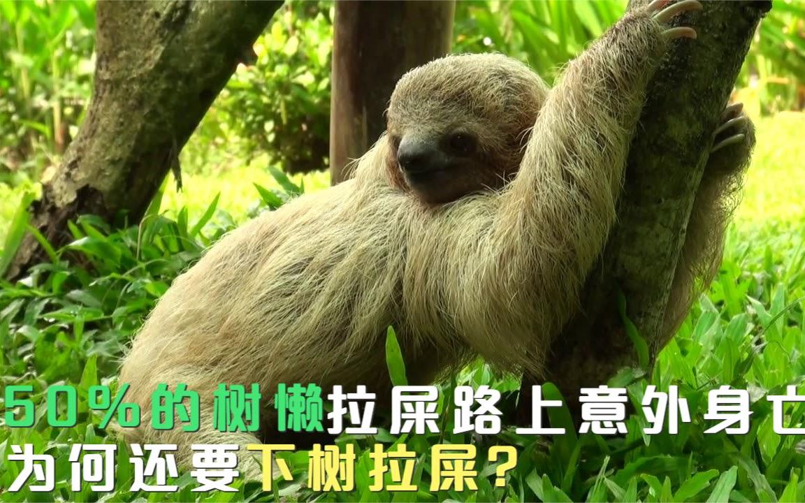 超过50%的树懒,屎拉到一半就意外身亡,为何还要下树拉屎?