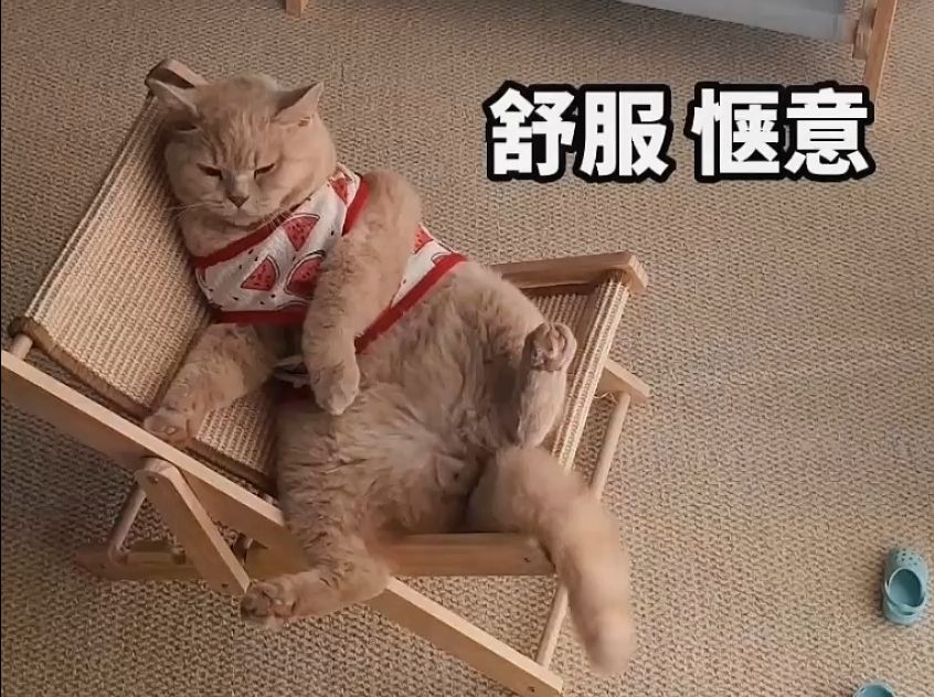 小猫咪也有自己的躺椅了,还是剑麻的材质,耐抓耐磨!哔哩哔哩bilibili