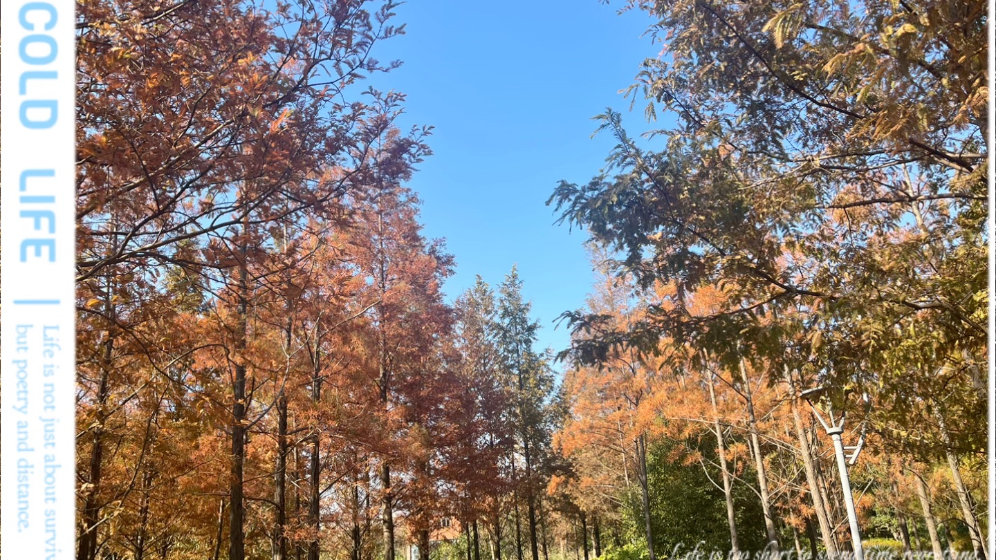 秋日的长兴岛湿地公园