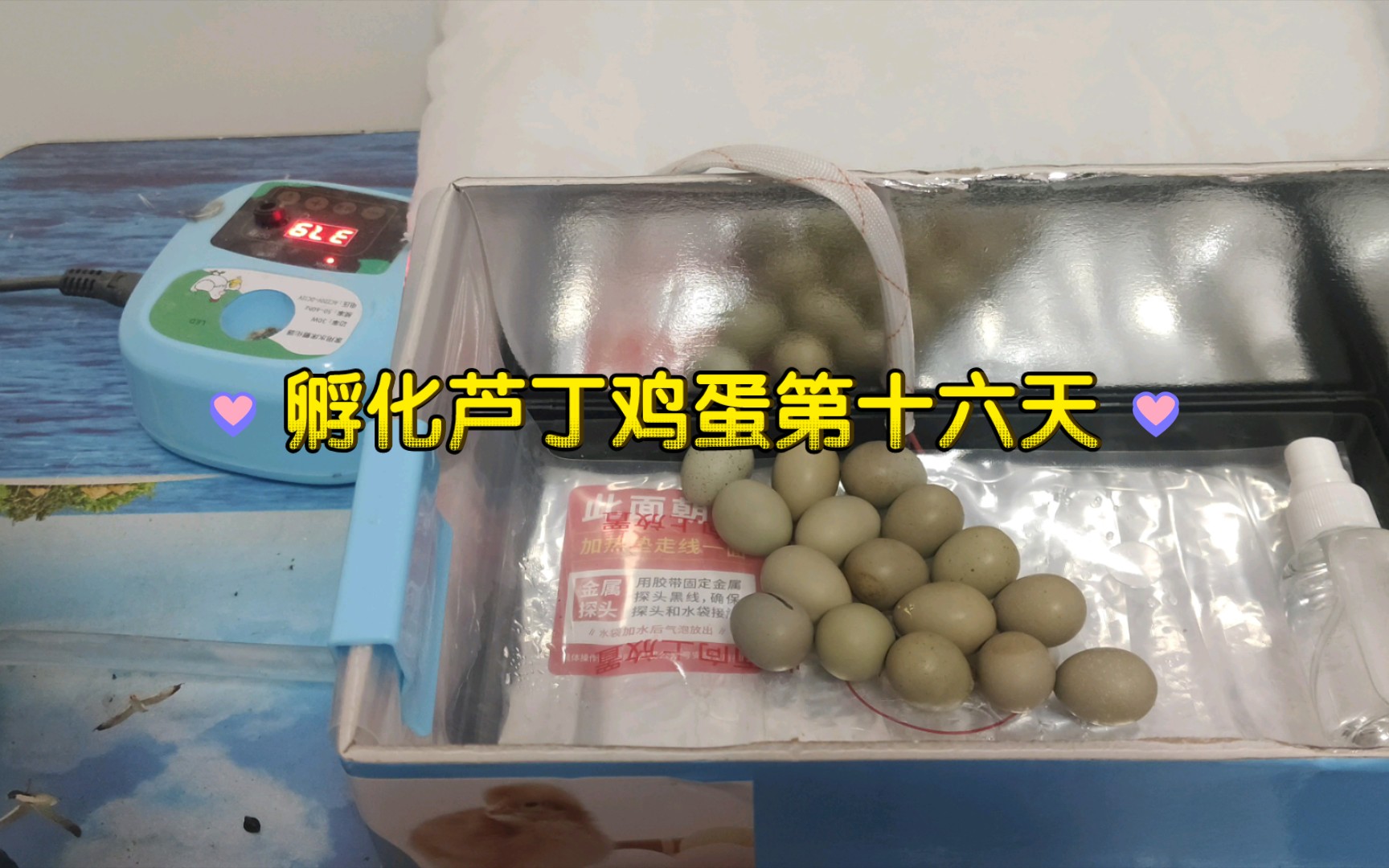 孵化芦丁鸡蛋第十六天,今天已经有一只小鸡啄破蛋壳了