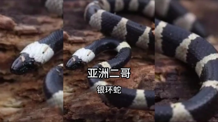 亚洲二哥银环蛇,毒性超强以神经毒液为主,不及时救治就原地去世!