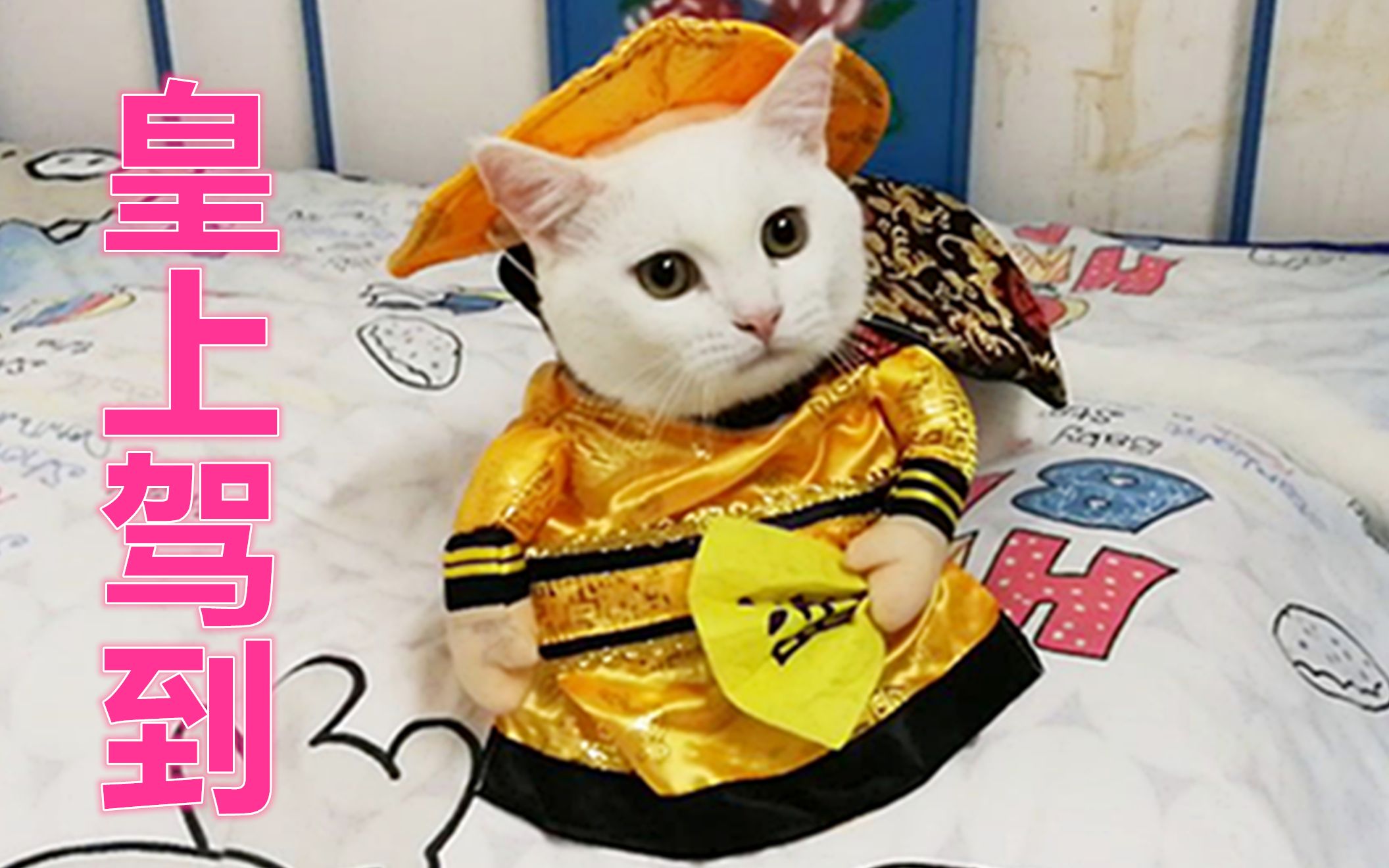 【奶猫】皇上驾到!此床调情欢乐甚好,归朕了!两脚兽睡笼子里去