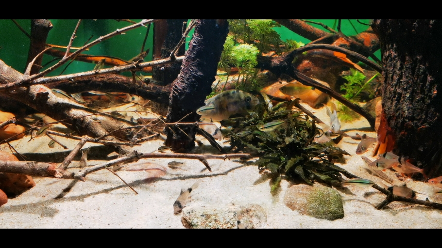 【潘塔纳尔鼠鱼】更新啦,赶紧来围观吧!