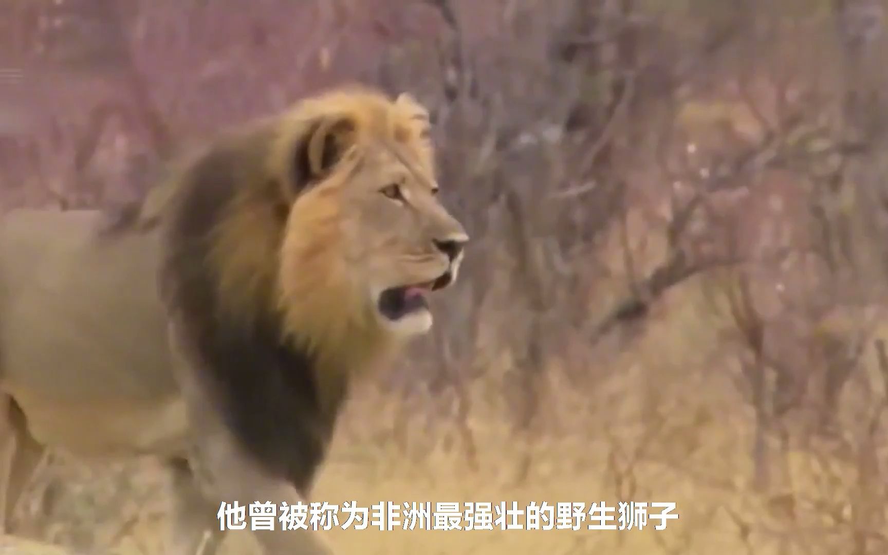 狮王塞西尔,以一敌二大获全胜,反杀对面一头雄狮