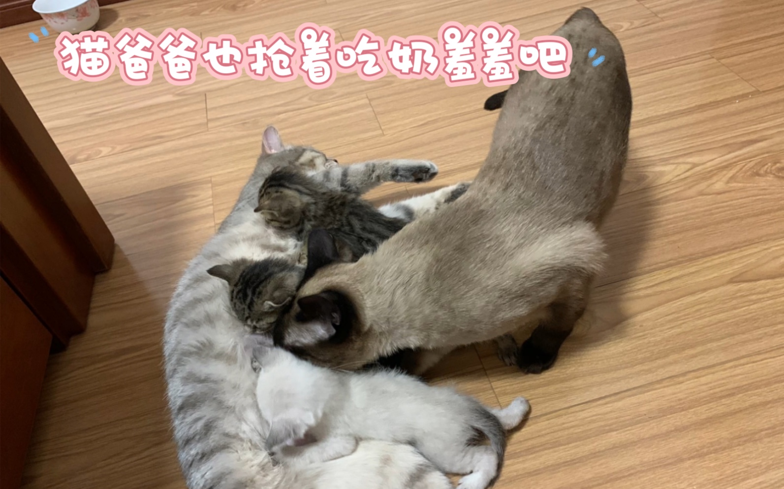 可爱的猫咪,小崽子们吃奶的姿势好搞笑