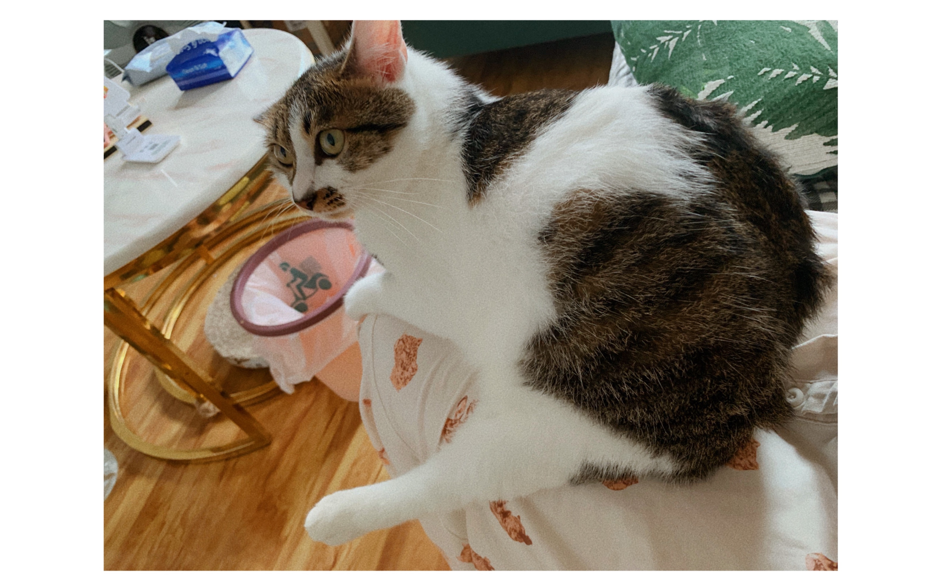 【十一】你见过猫咪滑滑版吗?